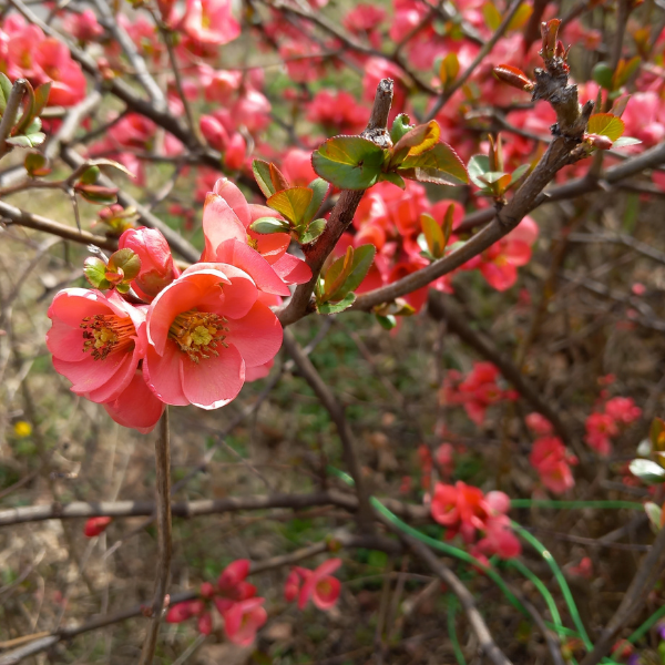 Cognassier du Japon speciosa umbilicata