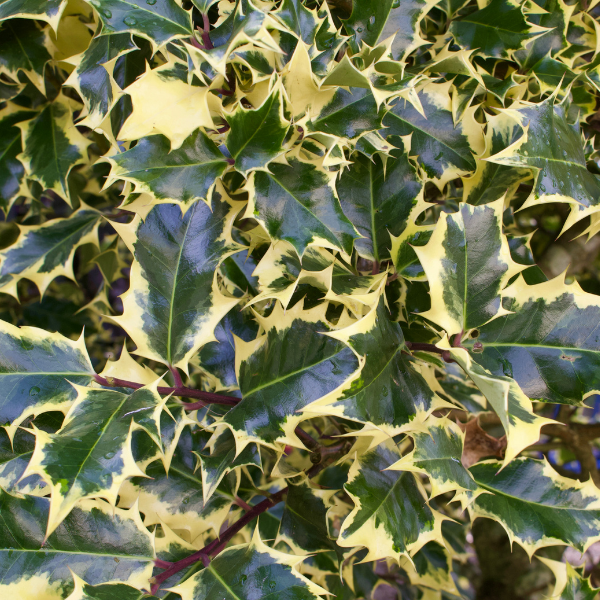 Houx 'Argenteomarginata' - Ilex aquifolium 'Argenteomarginata'