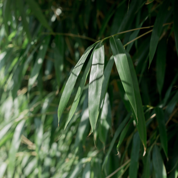 Bambou - Pseudosasa japonica