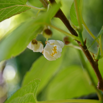 Kiwi, Kiwai  -mâle Actinidia arguta
