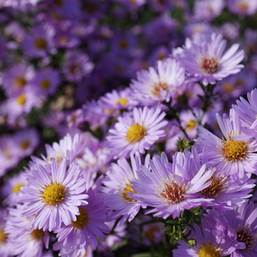 Aster belge 'Double rose d'anjou' - Aster novi belgii 'Double rose d'anjou'