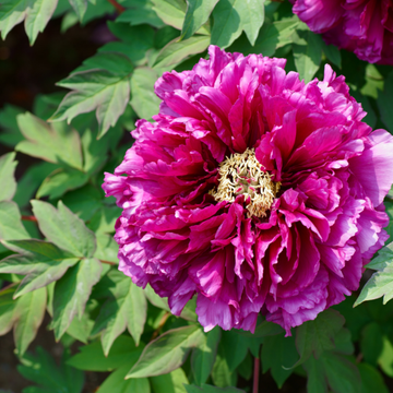 Pivoine arbustive Pourpre -  Paeonia suffruticosa Purple