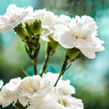 Œillet sunflor blanc -  ‘Sunflor Edberg'