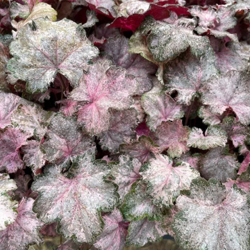 Heuchère Pinky Panky - Heuchera Pinky Panky