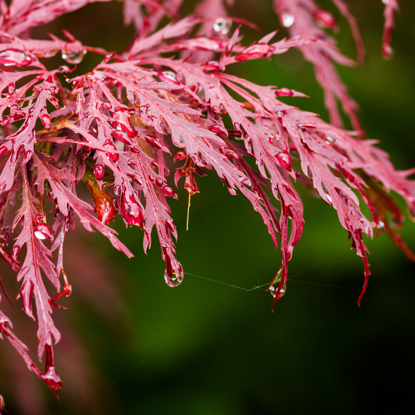 Érable du Japon 'Peve Dave' - Acer palmatum 'Peve Dave'