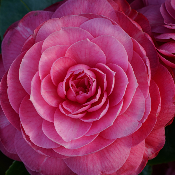 Camélia du Japon 'Triumphans' - Camellia japonica 'Triumphans'
