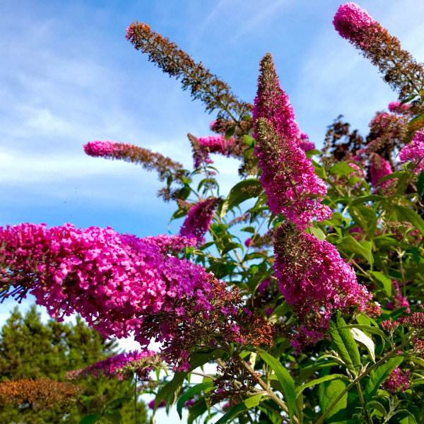 Arbre aux papillons 'Flutterby Rouge' - Buddleia davidii 'Flutterby Red'