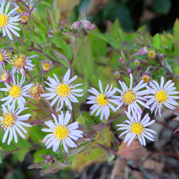 Aster Belge En Mélange - Aster Symphyotrichum Novi Belgii