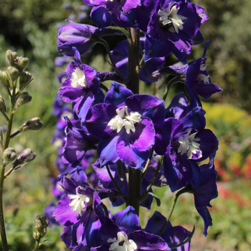 Pied d'alouette nain Fantasia - Delphinium hybride fantasia
