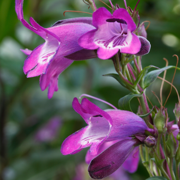 Galane rose - Penstemon evelyn