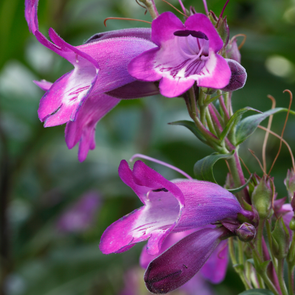 Galane rose - Penstemon evelyn