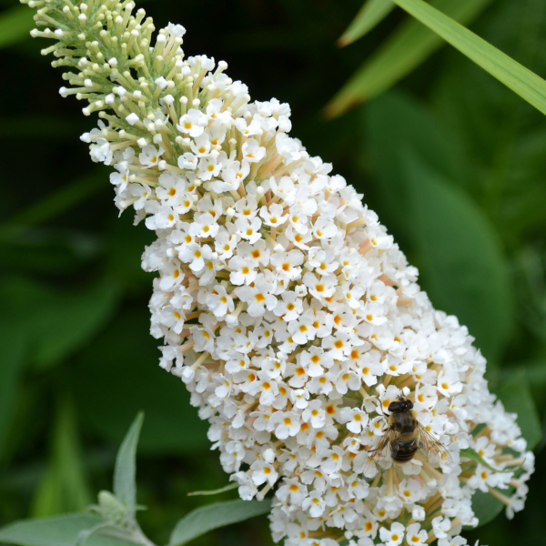 Arbre aux papillons 'White Perfection' - Buddleja davidii 'White Perfection'