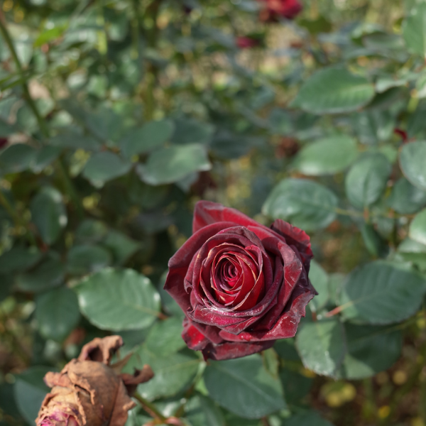 Rosier Thé moderne 'Black Baccara' - Rosa Thé moderne 'Black Baccara'