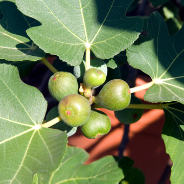 Figuier 'Goutte d'Or' - Ficus carica 'Goutte d'Or'