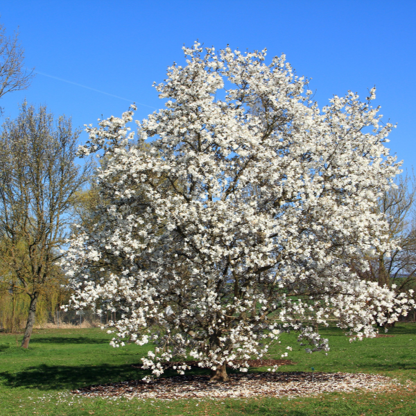 Magnolia 'Fairy Cream'® Michelia - Magnolia 'Fairy Cream® Michelia'