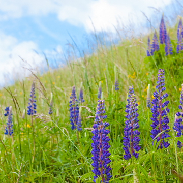 Lupin Nain