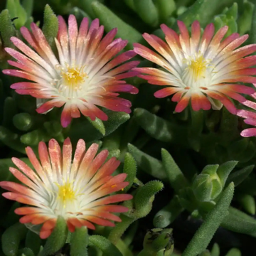 Pourpier 'Jewel Of Desert Ruby' - Delosperma Jewel Of Desert Ruby