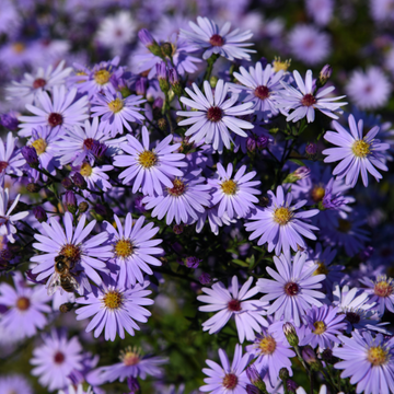 Oeil De Christ 'Rudolph Goethe' - Aster Amellus 'Rudolph Goethe'