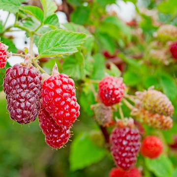 Mure Framboise - Rubus Loganobaccus
