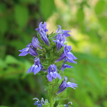 Lobélie 'Vedrariensis' - Lobelia gerardii 'Vedrariensis'