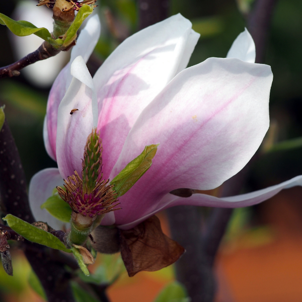 Magnolia x soulangiana 'Alba Superba' - Magnolia soulangiana 'Alba Superba'