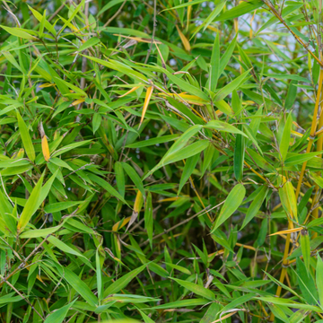 Bambusa Phyllostachys Aurea