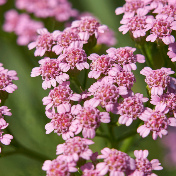 Achillée Millefeuille 'Summer Pastels' - Achillea Millefolium 'Summer Pastels'