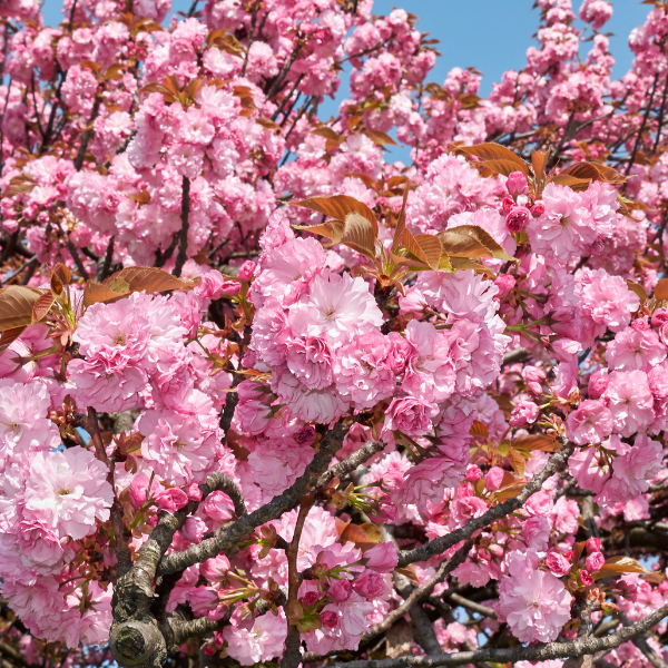 Cerisier du Japon 'Royal burgundy' - Prunus serrulata 'Royal burgundy'