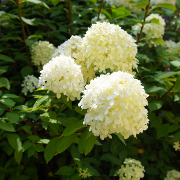 Hortensia paniculé 'Silver Dollar' - Hydrangea paniculata 'Silver Dollar'