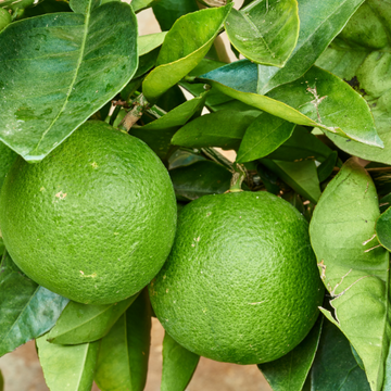 Citronnier Vert - Citrus Lime