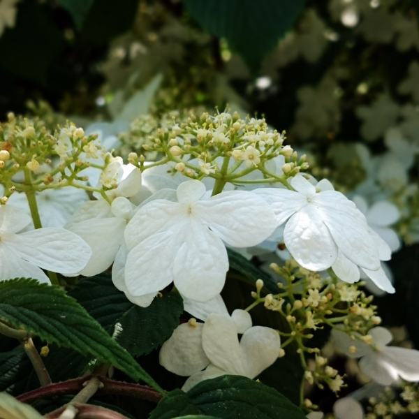 Viorne de Chine plicatum Mariesii