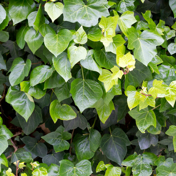 Hedera Helix Hybernica