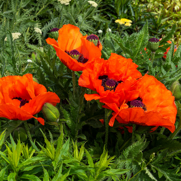 Papaver Orientale Beauty Of Livermere