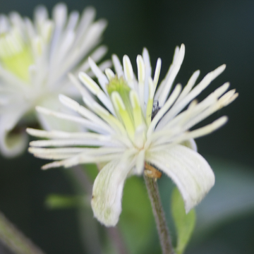 Clématite des bois, herbe-aux-gueux - Clematis vitalba