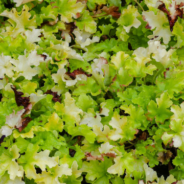 Heuchère 'Lime Marmalade' -  Heuchera 'Lime Marmalade'