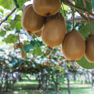 Kiwi 'Golden Kiwi' (femelle) - Actinidia deliciosa 'Golden Kiwi'