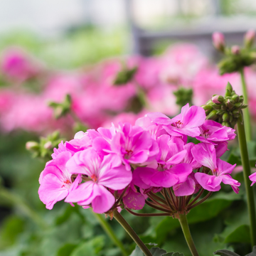 Geranium vivace 'Crystal rose' - Geranium cantabrigiense 'Crystal rose'