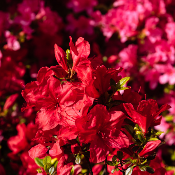 Azalée Japonaise Agadir - Azalea Japonica Agadir