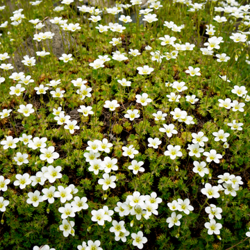Gazon Turc - Saxifraga Hypnoides 'Densa'