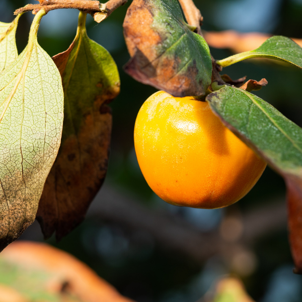 Plaqueminier, Kaki 'Muscat' - Diospyros kaki 'Muscat'