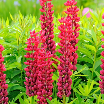 Lupinus Gallery Red
