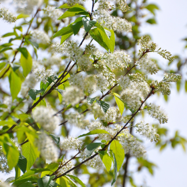 Cerisier de mandchourie 'Amber Beauty' - Prunus maackii 'Amber Beauty'