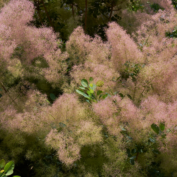 Arbre à perruque - Cotinus coggygria