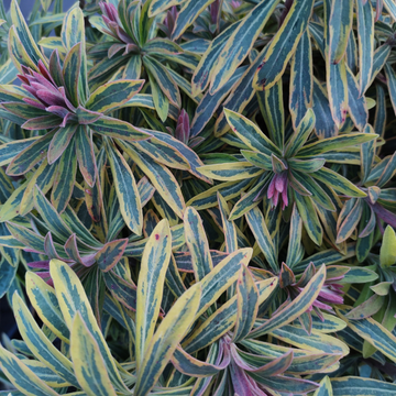 Euphorbe 'Ascot Rainbow' - Euphorbia 'Ascot Rainbow'