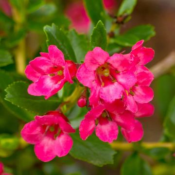 Escallonia 'Donard Radiance' - Escallonia 'Donard Radiance'