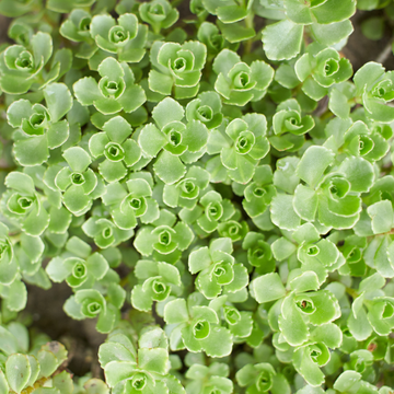 Orpin rouge feuillage vert clair - Sedum spurium john creech