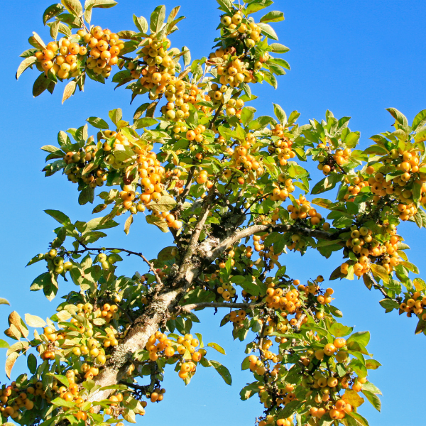 Pommier d'ornement 'Golden Hornet' - Malus 'Golden Hornet'