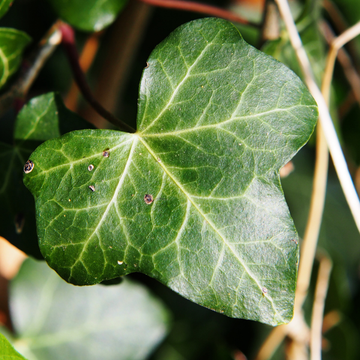 Lierre d'Irlande - Hedera hibernica