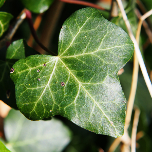 Lierre d'Irlande - Hedera hibernica