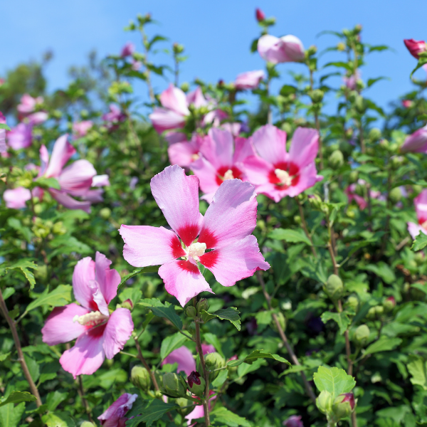 Mauve en arbre 'Woodbridge' - Hibiscus syriacus 'Woodbridge'
